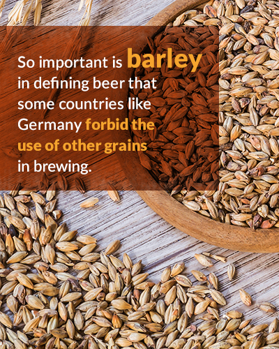 6-barley